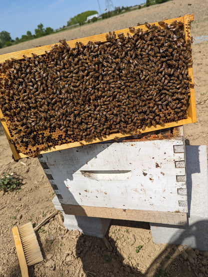 Raw Unpasteurized Honey