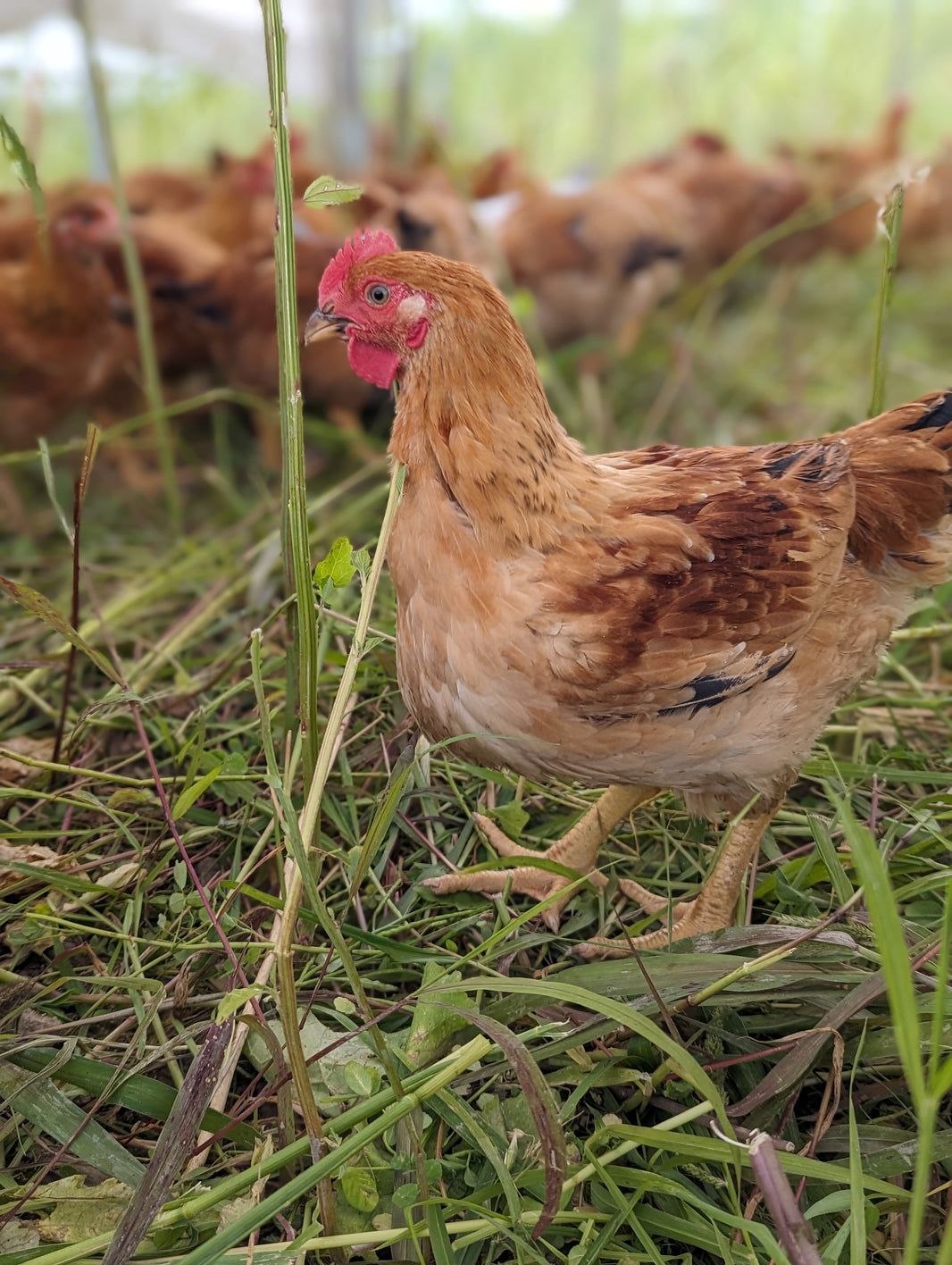 Pasture-Raised Chicken – Lemieux Family Farm