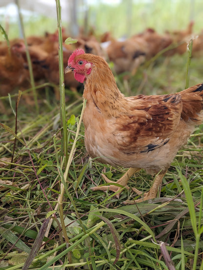 Pasture-Raised 'Rustic Ranger' Meat Chicken