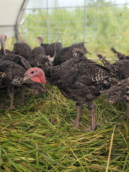 PRE-ORDER: Pasture-Raised Turkey