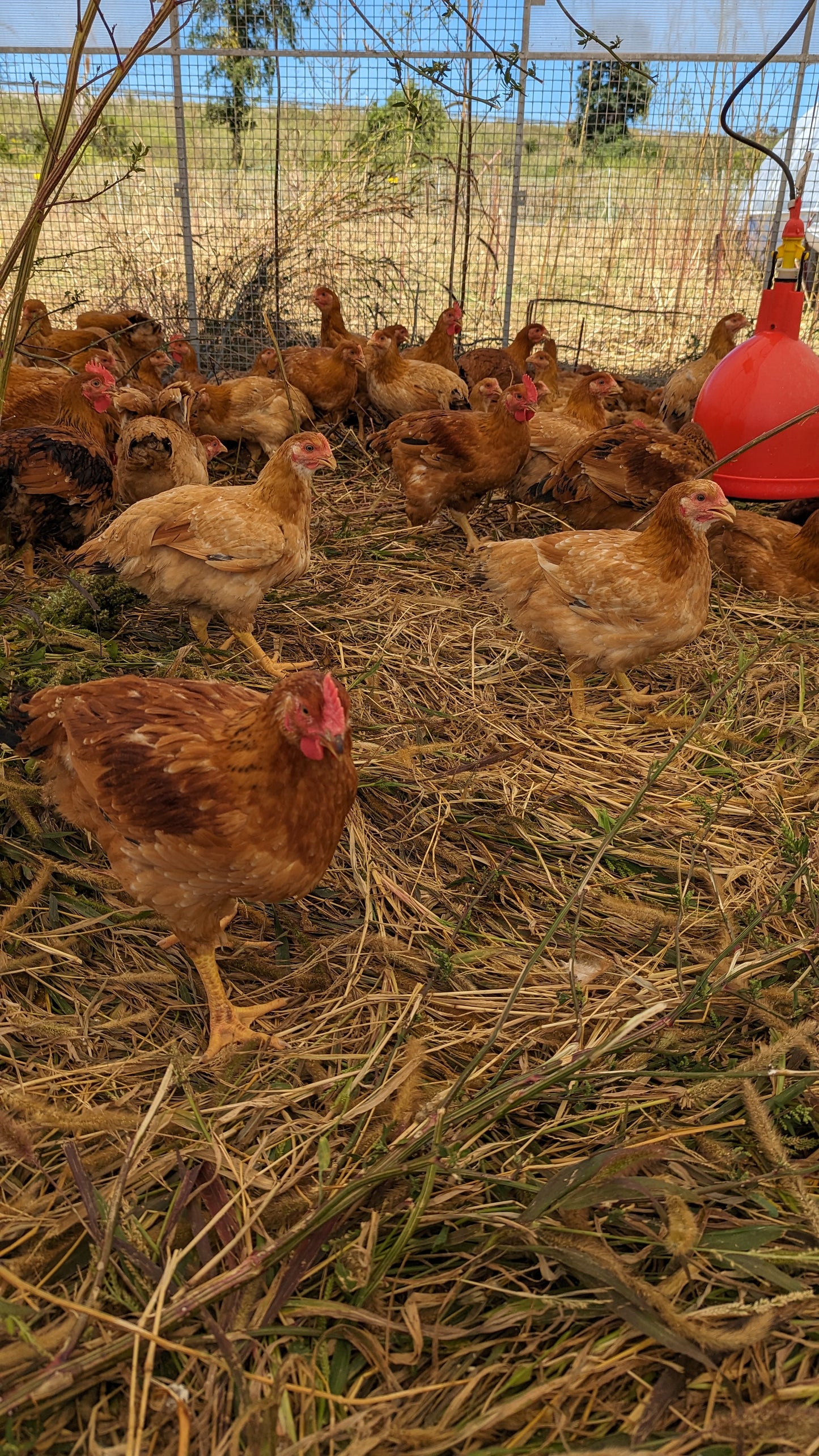 Pasture-Raised 'Rustic Ranger' Meat Chicken