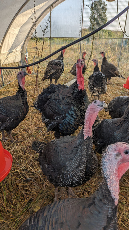 PRE-ORDER: Pasture-Raised Turkey