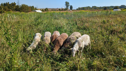 PRE-ORDER: Grass-Fed Lamb (Whole)