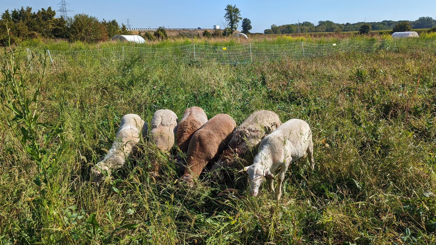 PRE-ORDER: Grass-Fed Lamb (Half)