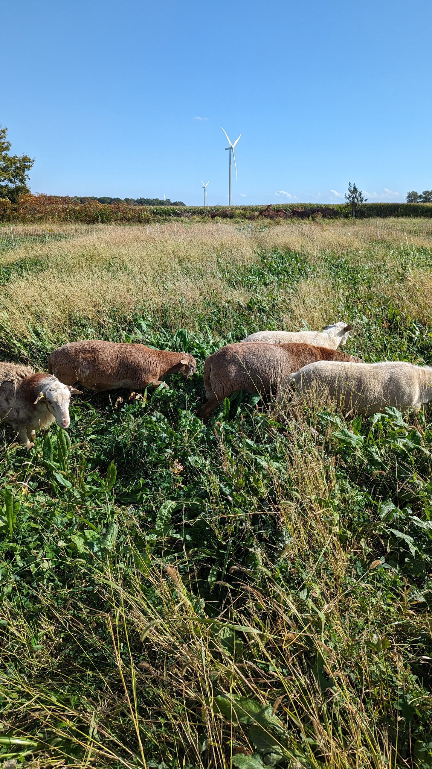 PRE-ORDER: Grass-Fed Lamb (Whole)