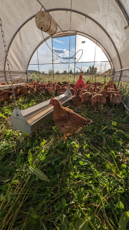 Pasture-Raised 'Rustic Ranger' Meat Chicken