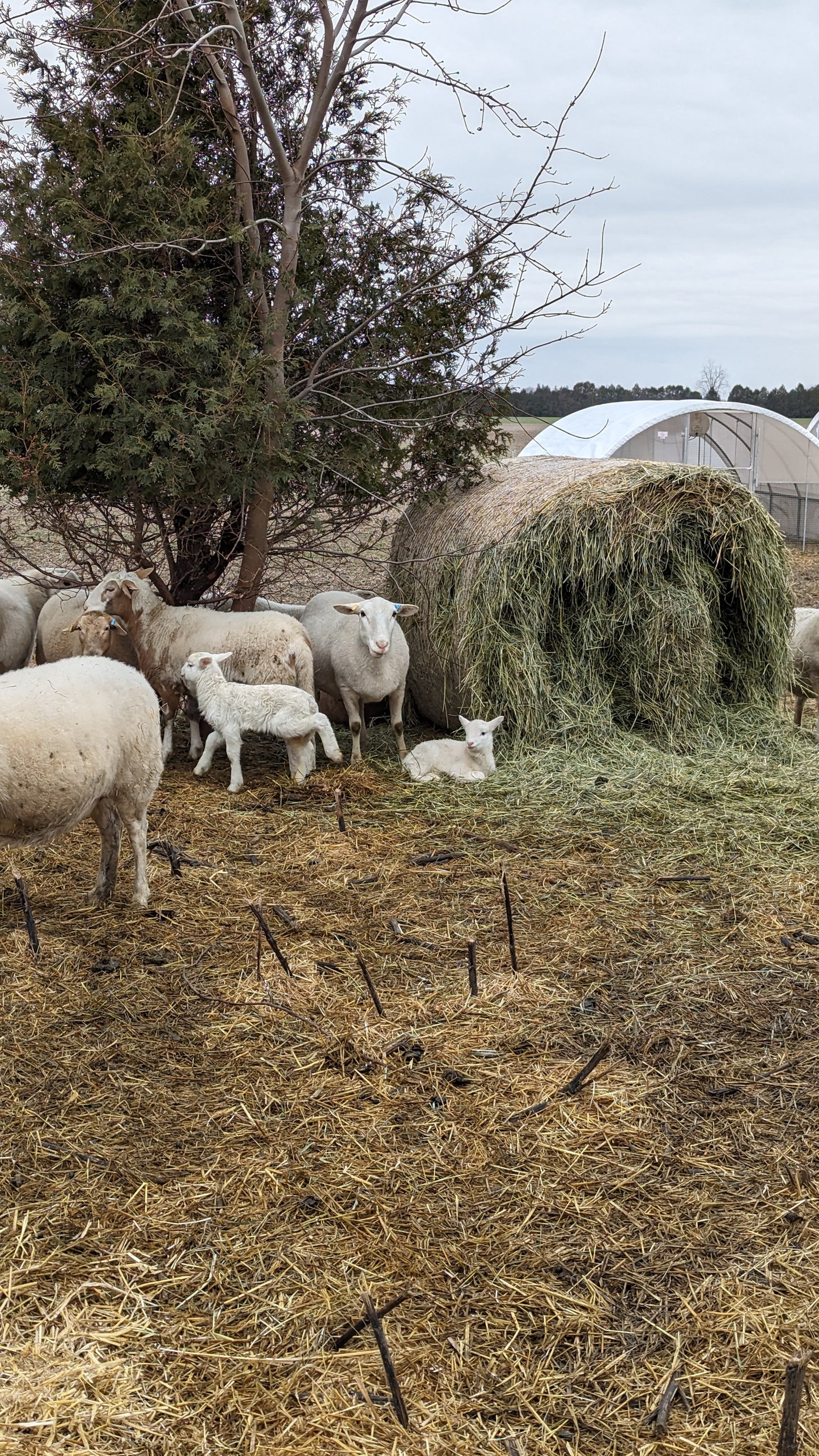 PRE-ORDER: Grass-Fed Lamb (Whole)