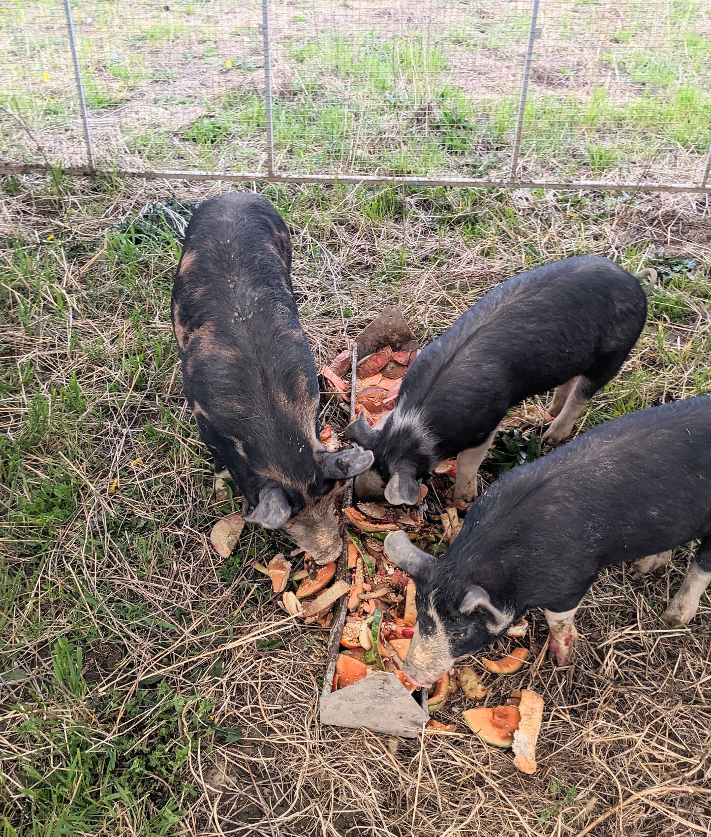 PRE-ORDER: Pasture-Raised Pork (Whole)