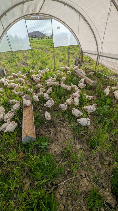 Pasture-Raised Chicken Drumsticks