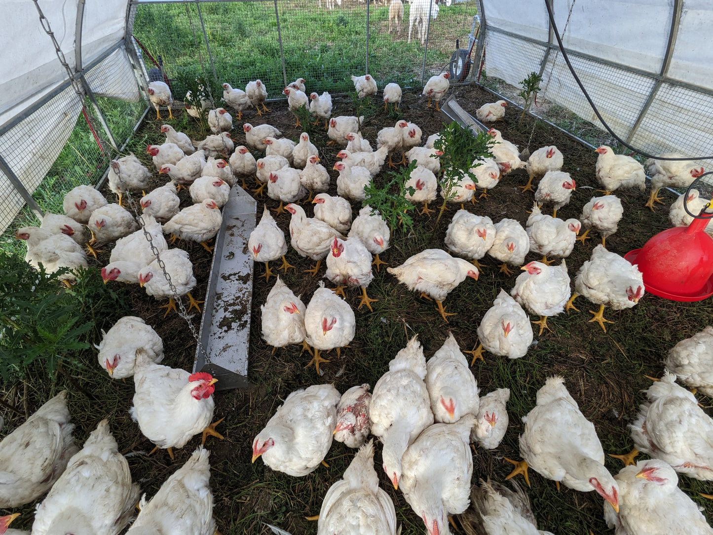 Pasture-Raised Whole Chicken