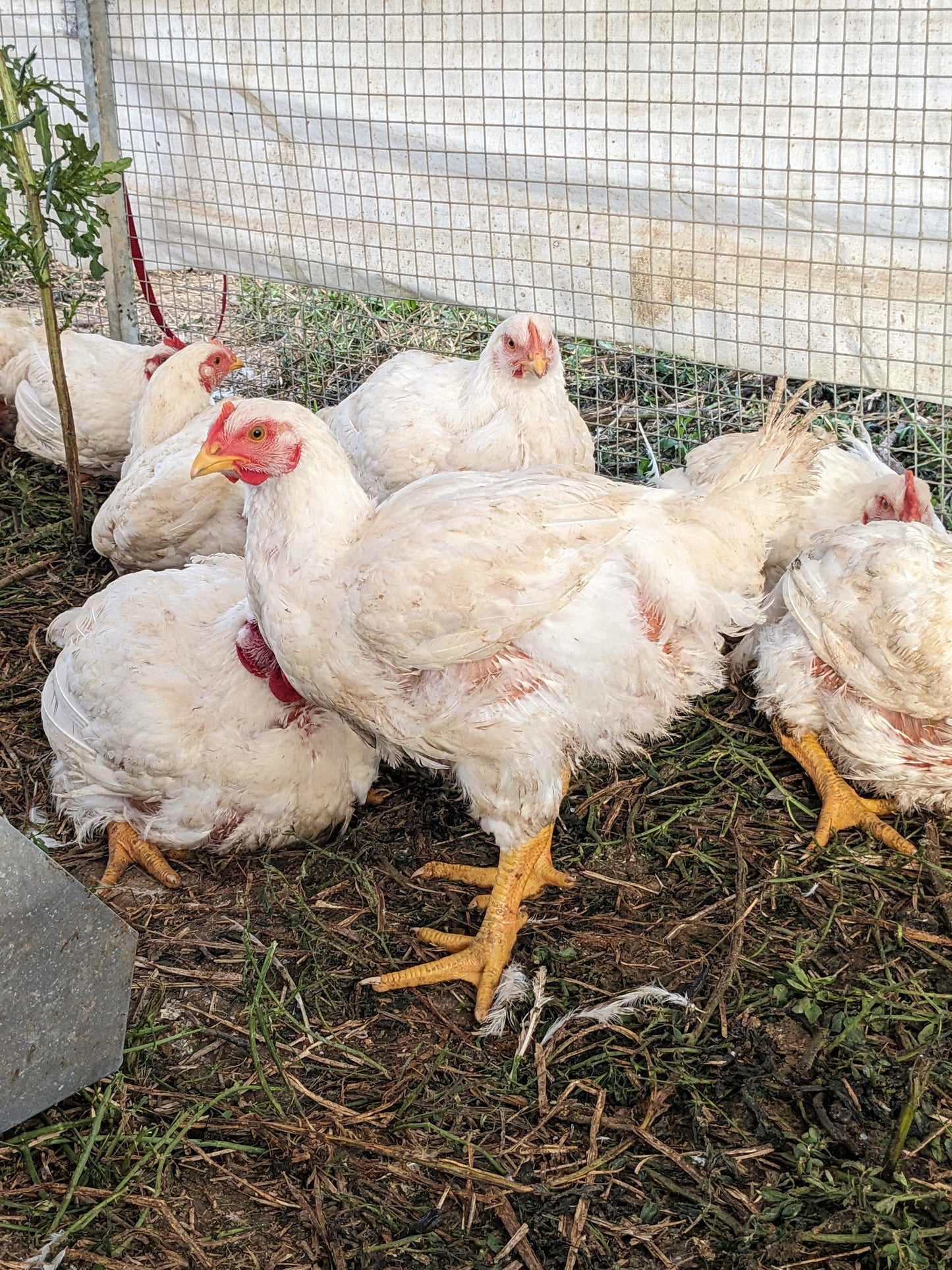 Pasture-Raised Chicken Drumsticks