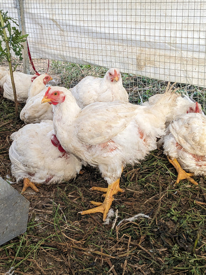 Pasture-Raised Quarter Chicken